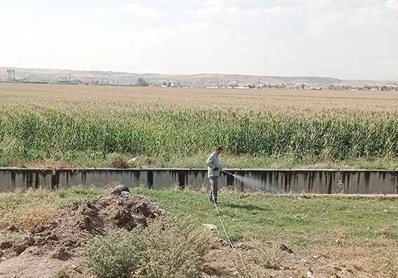 “CÜCE AĞUSTOS BÖCEĞİ GEÇİCİ BİR SORUNDUR”