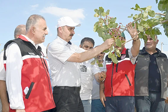 FISTIK HASADI BAŞLADI