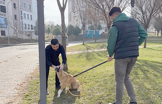 KISIRLAŞTIRMA VE AŞILAMA ÇALIŞMALARI DEVAM EDİYOR