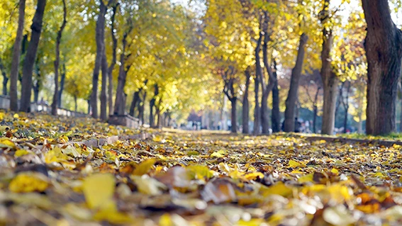 SONBAHAR GÜZELLİKLERİ İÇİN YAPRAKLAR TOPLANMAYACAK